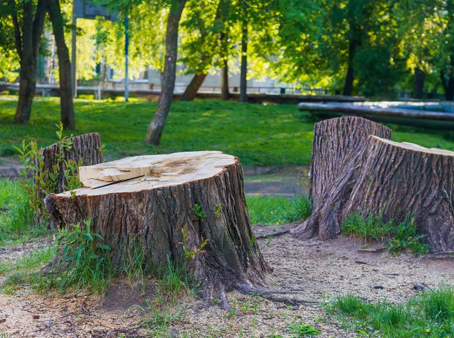 Удаление и выкорчевывание пней в Таллинне