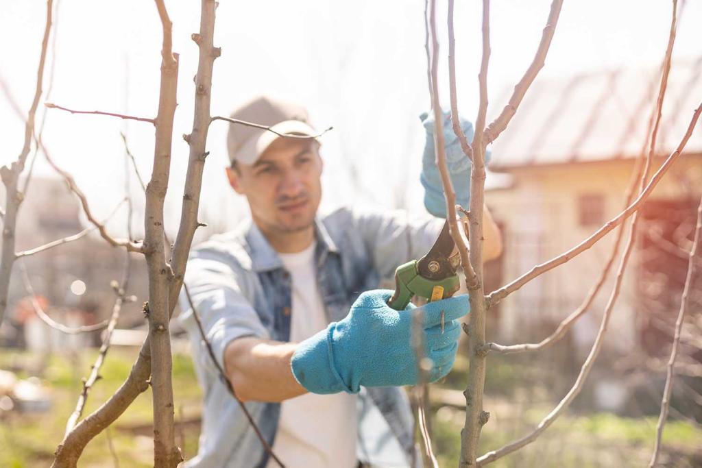 Põõsaste lõikamine Harjumaa