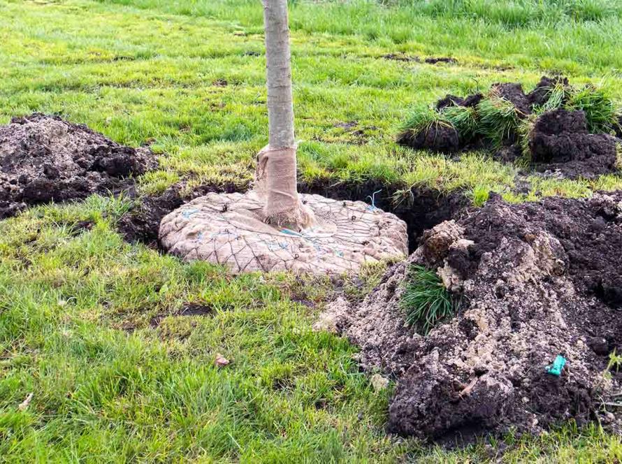 Посадка деревьев в Таллинне