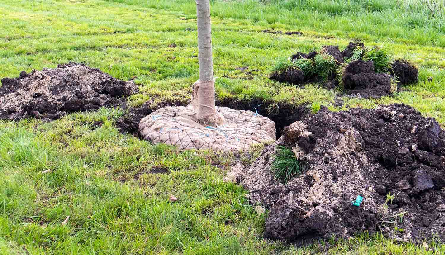 Посадка деревьев в Таллинне