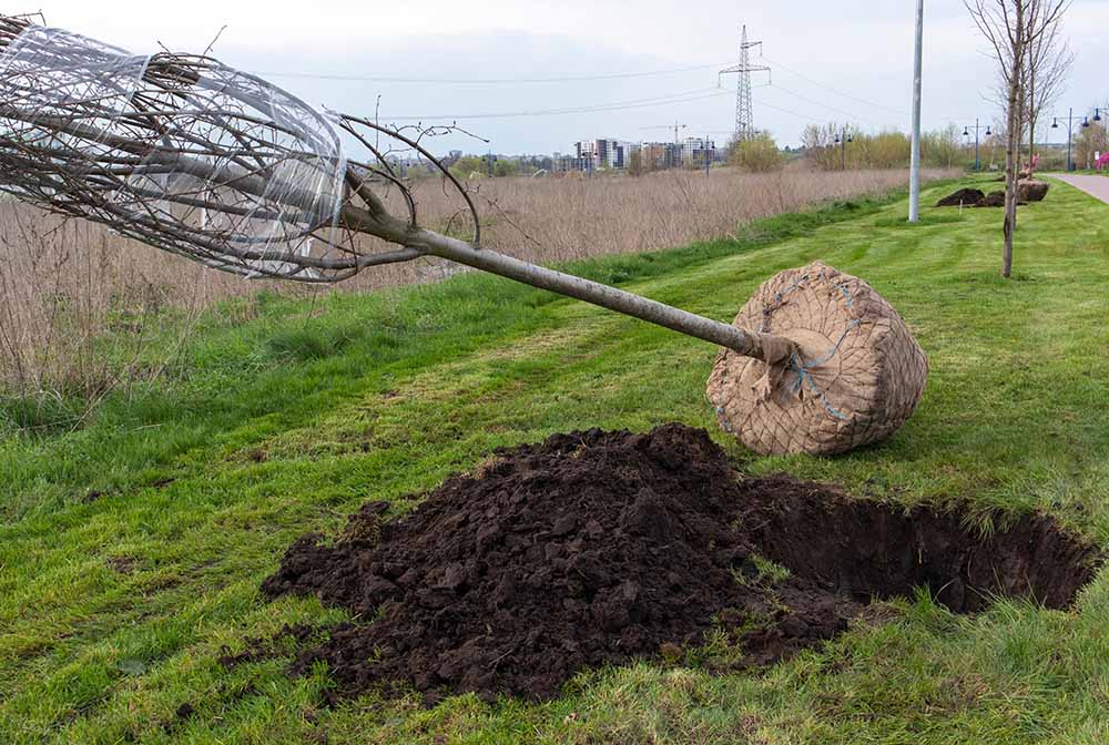 Посадка деревьев Таллинн