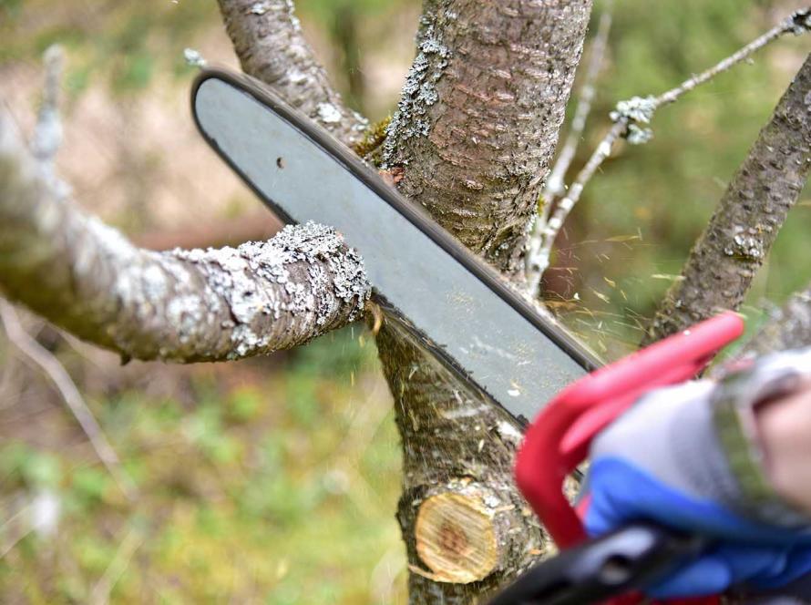 Обрезка деревьев в Таллинне