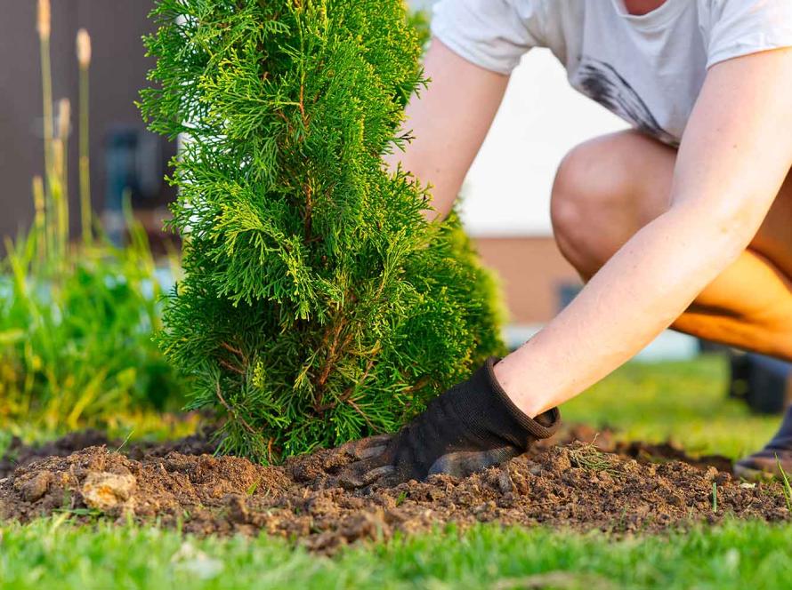 Посадка туй в Таллинне