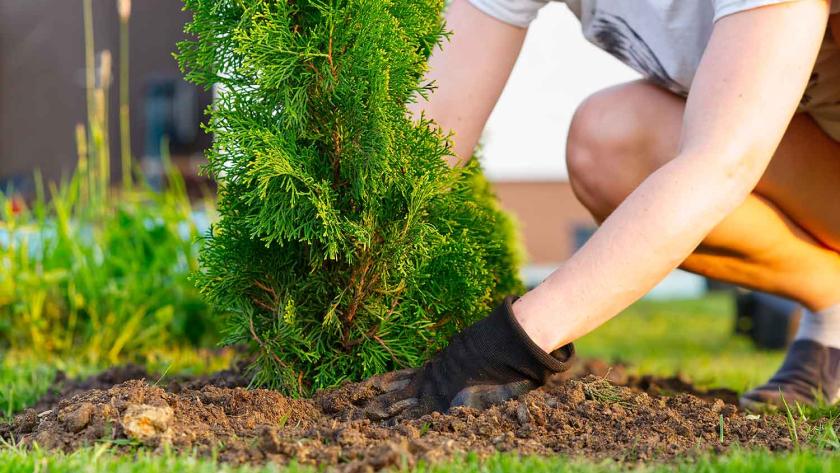 Elupuu istutamine Tallinnas ja Harjumaal