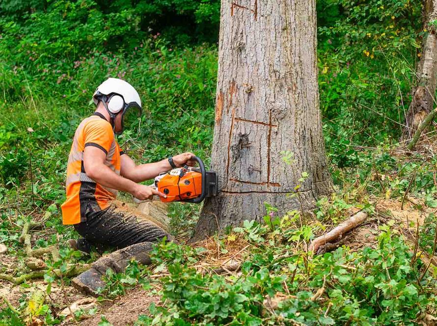 Спил деревьев в Таллинне