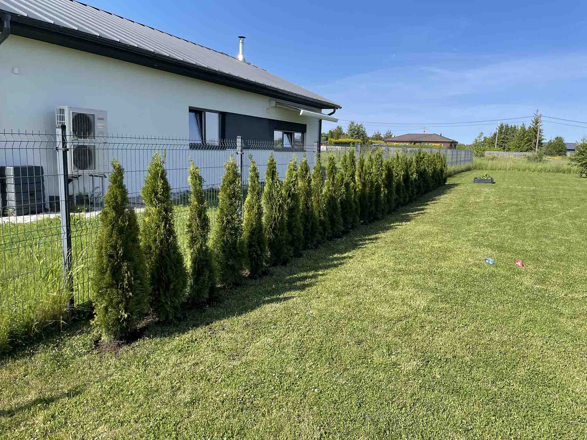 Посадка туй Smaragd 36м