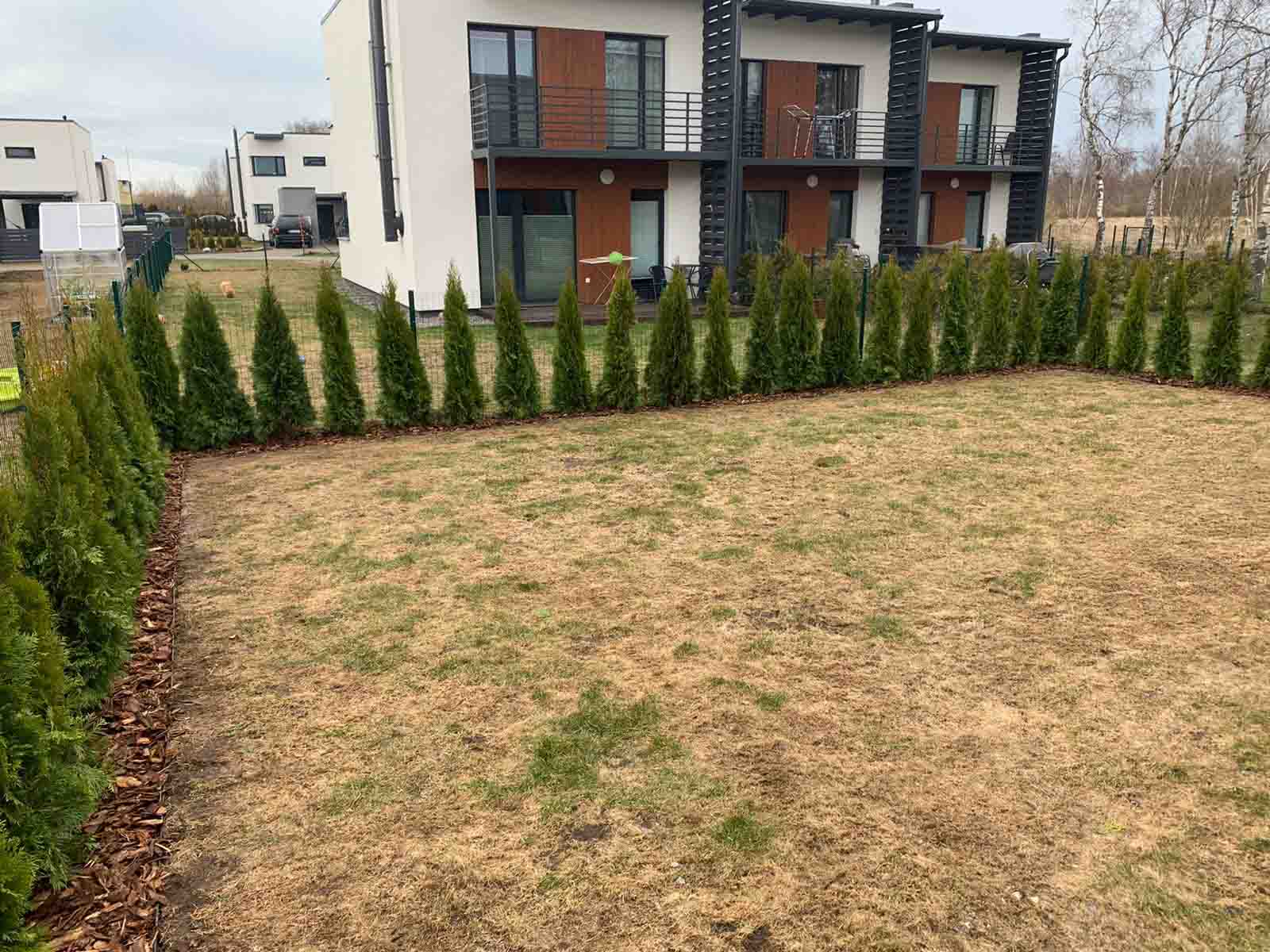 Посадка туй Smaragd, мульчирование и автополив