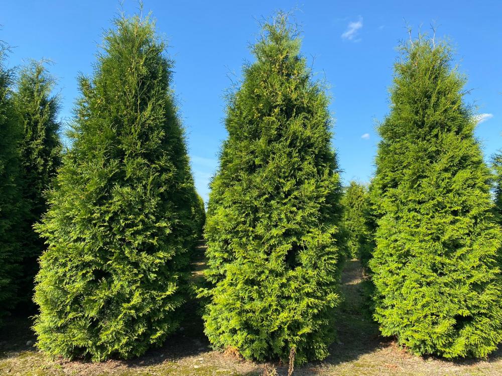 elupuu brabant istutamine