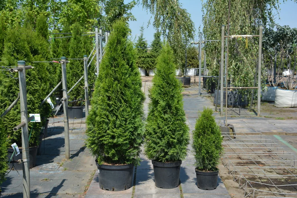 elupuu smaragr istutamine