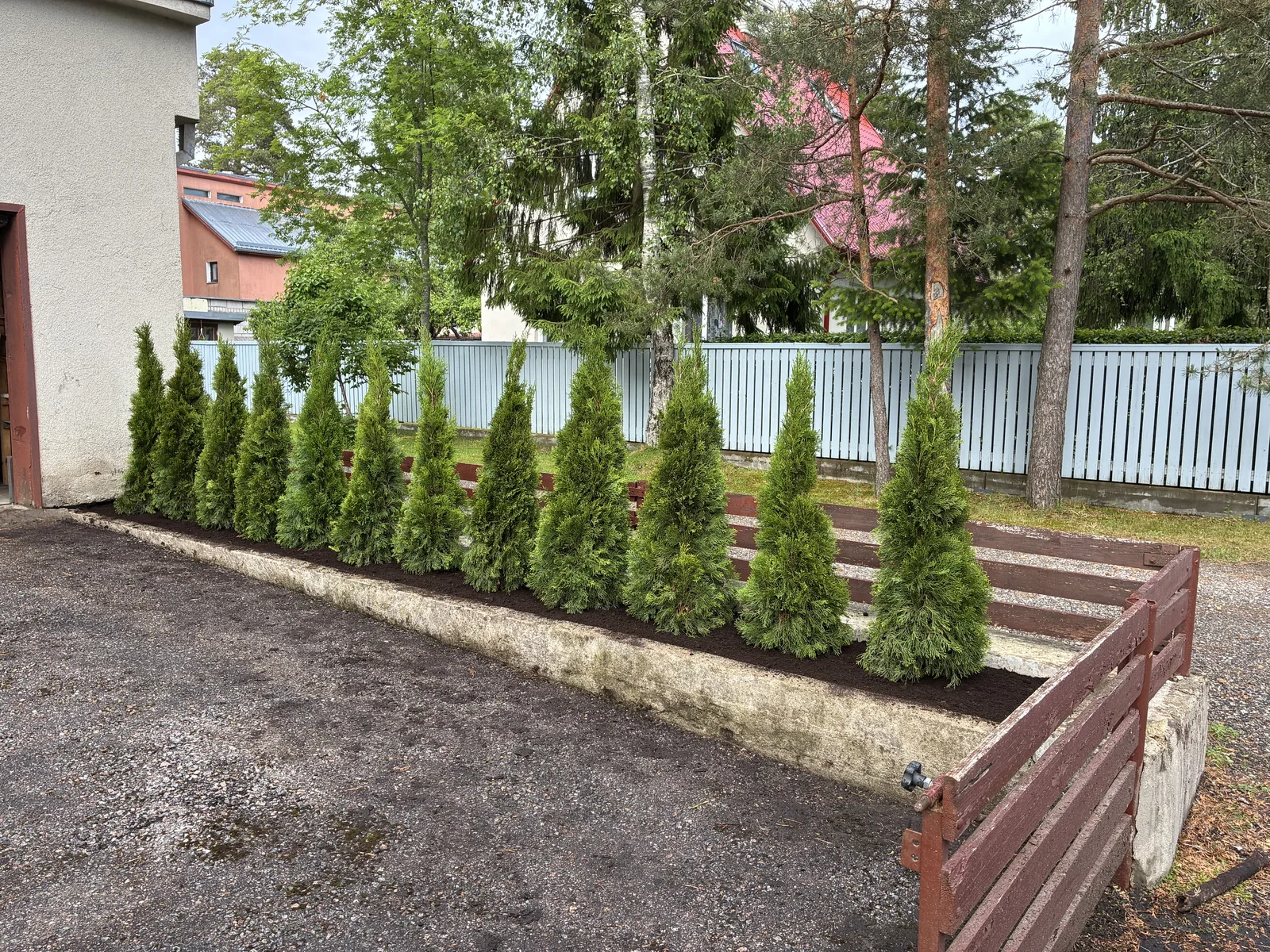 Новые туи, посаженные на месте старой